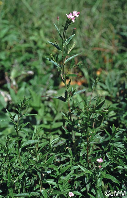 Epilobium collinum