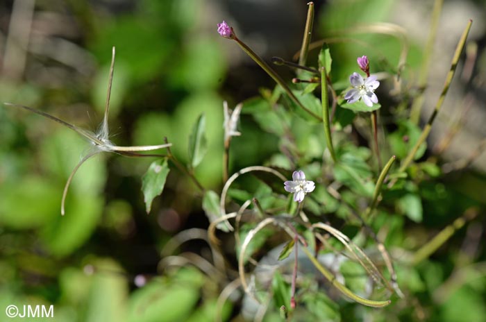 Epilobium collinum