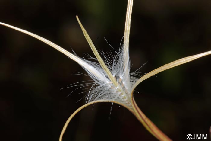 Epilobium collinum