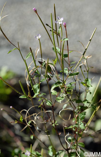 Epilobium collinum