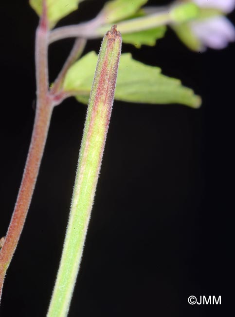 Epilobium collinum