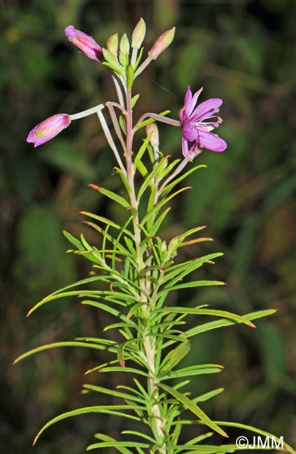 Epilobium dodonaei subsp. dodonaei