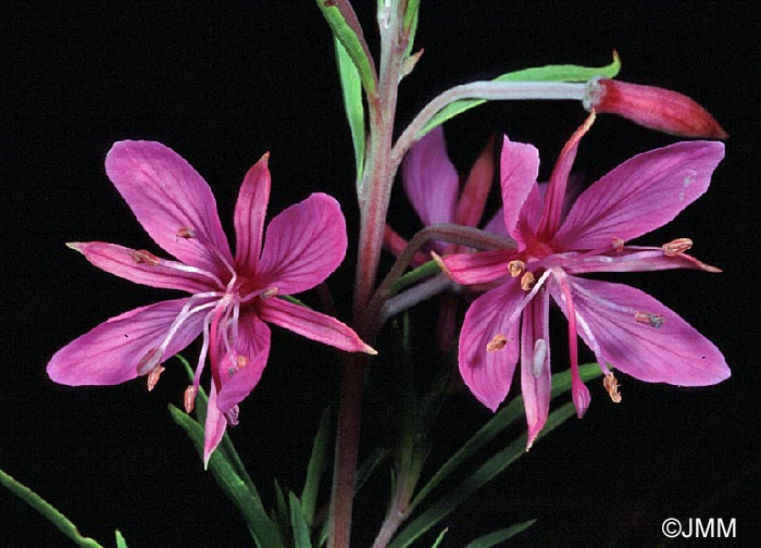 Epilobium dodonaei subsp. dodonaei