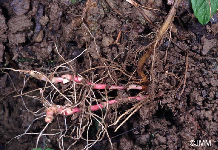 Epilobium duriaei : dtail des stolons hypogs