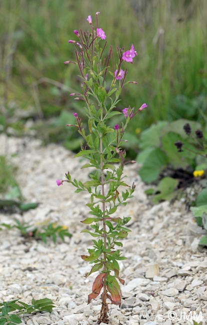 Epilobium hirsutum