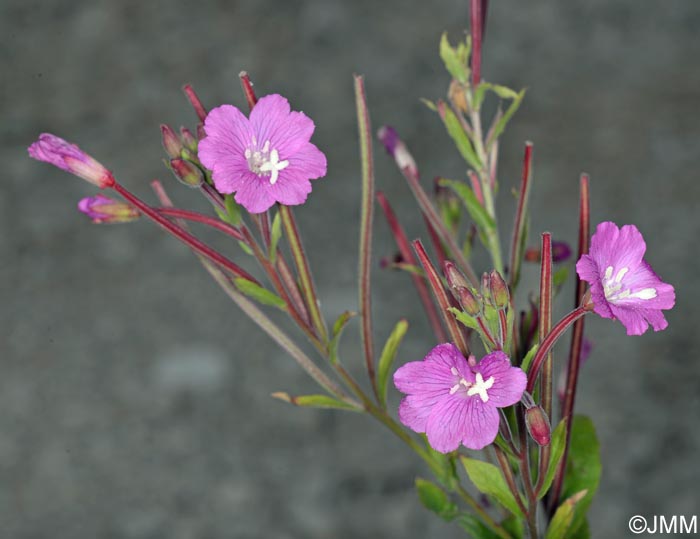 Epilobium hirsutum