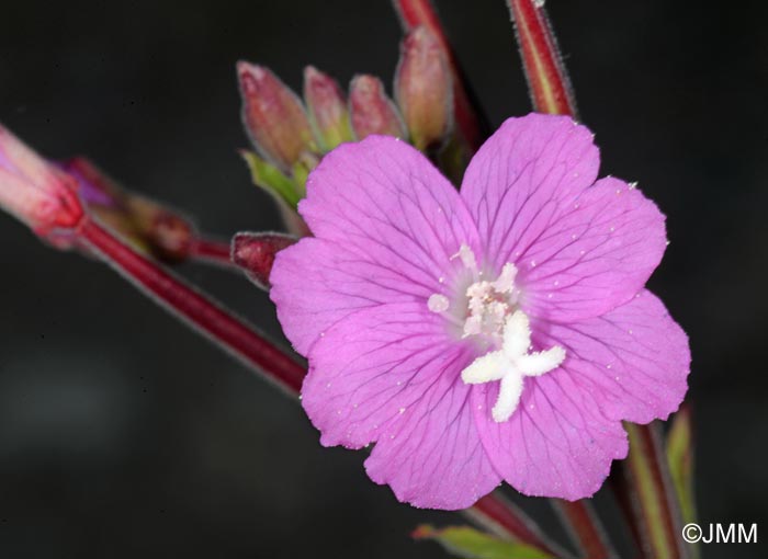 Epilobium hirsutum