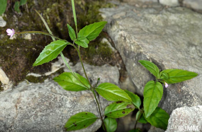 Epilobium montanum