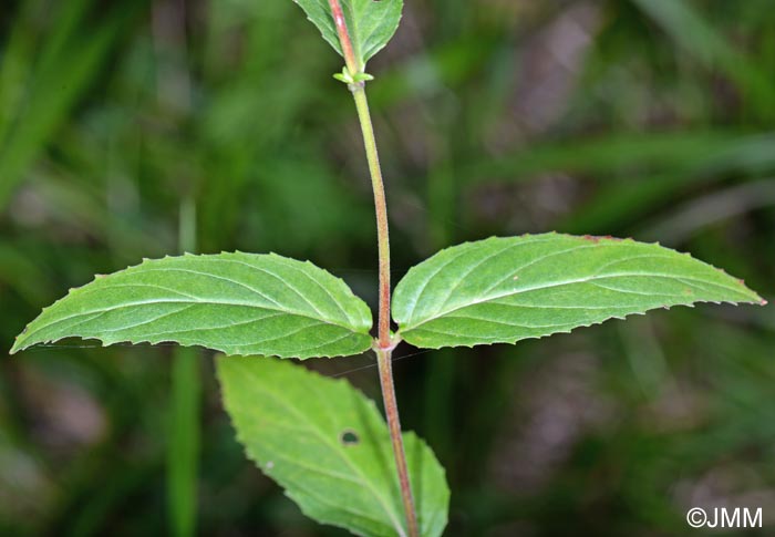 Epilobium montanum