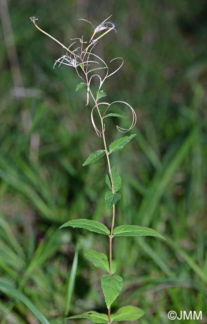 Epilobium montanum