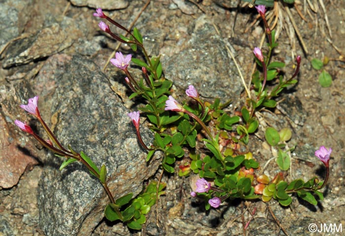 Epilobium nutans