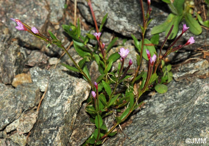 Epilobium nutans