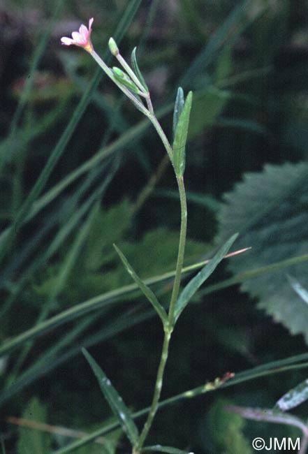 Epilobium palustre