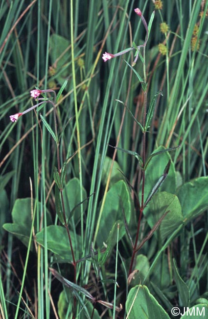 Epilobium palustre & Menyanthes trifoliata