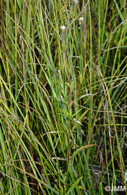 Epilobium palustre