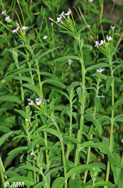 Epilobium parviflorum