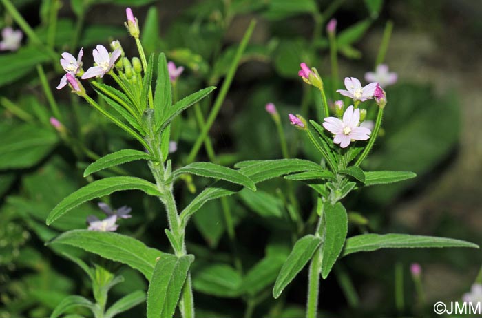 Epilobium parviflorum