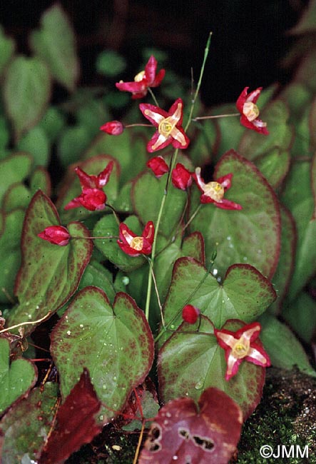 Epimedium alpinum