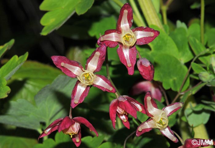 Epimedium alpinum