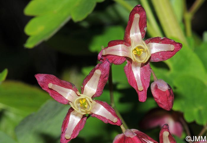 Epimedium alpinum