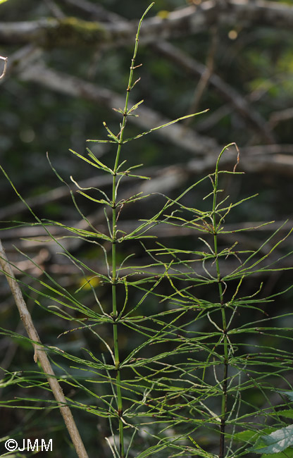 Equisetum arvense