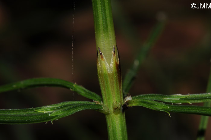 Equisetum arvense