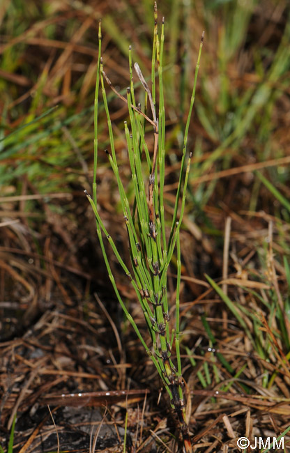 Equisetum arvense