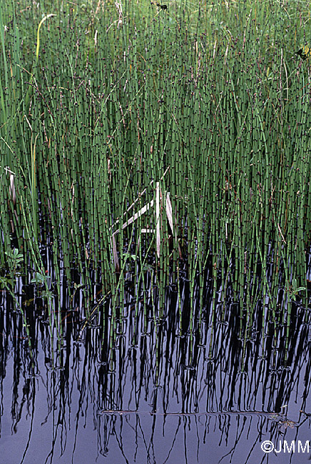 Equisetum fluviatile