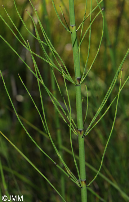 Equisetum fluviatile