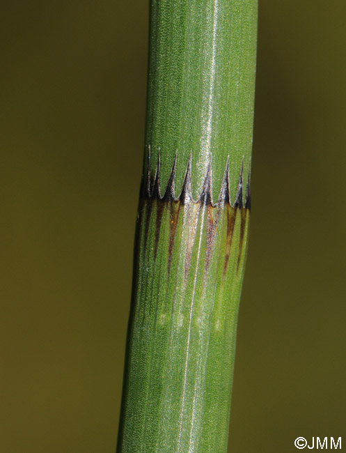 Equisetum fluviatile