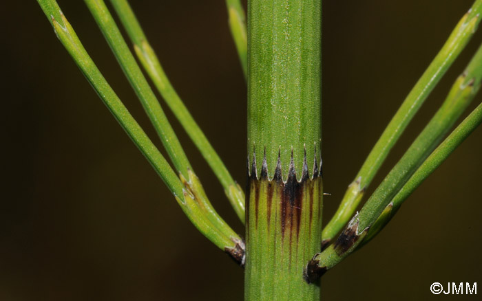 Equisetum fluviatile