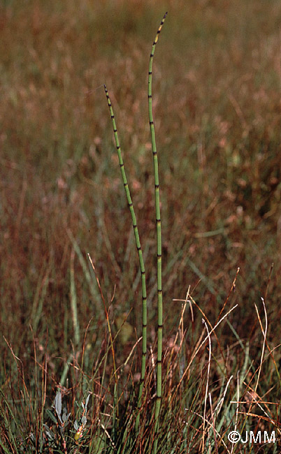 Equisetum fluviatile