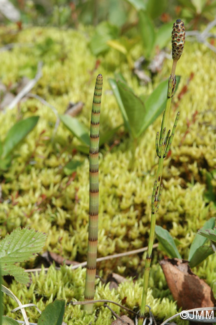 Equisetum fluviatile (g) & E. palustre (d)