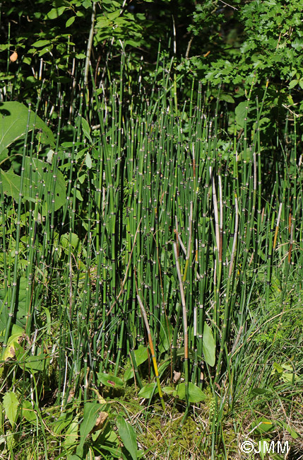 Equisetum hyemale