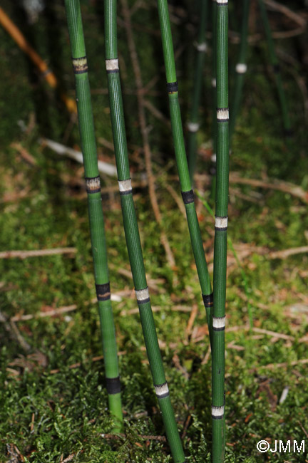 Equisetum hyemale