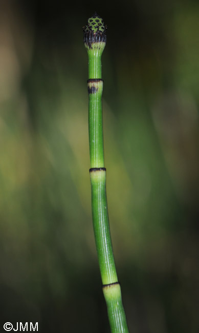 Equisetum hyemale