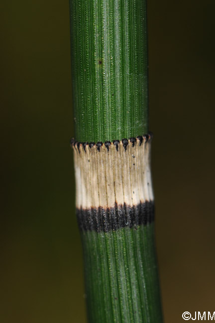 Equisetum hyemale