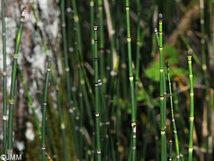 Equisetum hyemale