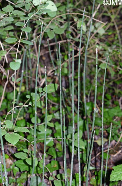 Equisetum x moorei = Equisetum hyemale x equisetum ramosissimum