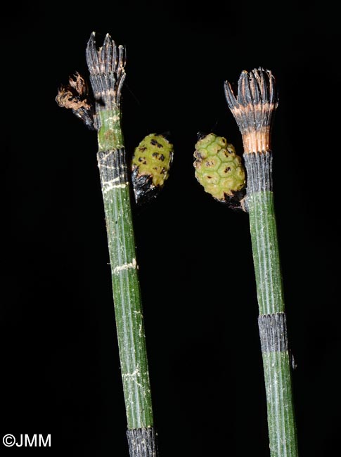 Equisetum x moorei = Equisetum hyemale x equisetum ramosissimum