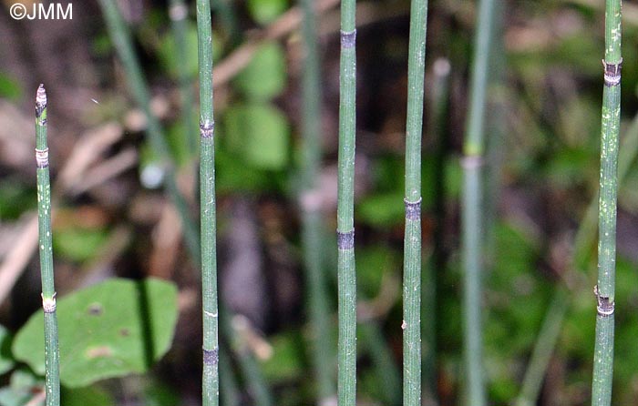 Equisetum x moorei = Equisetum hyemale x equisetum ramosissimum