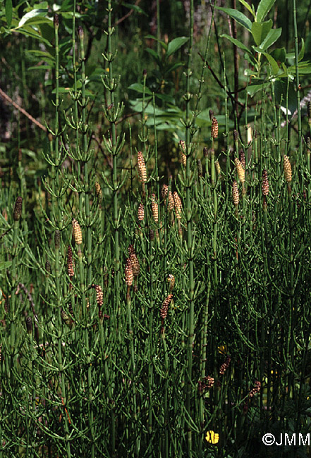 Equisetum palustre