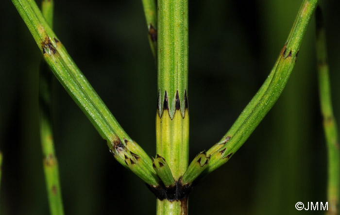 Equisetum palustre