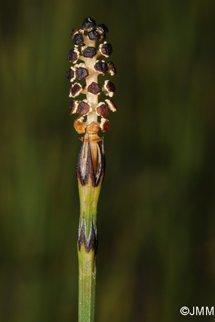 Equisetum palustre