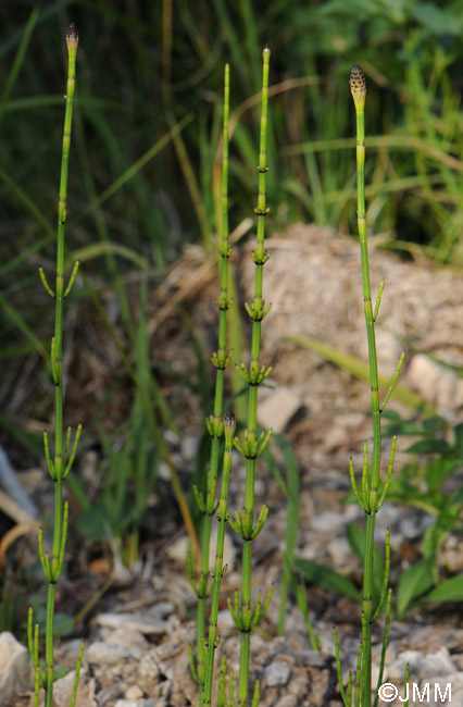 Equisetum palustre