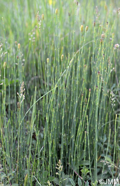 Equisetum ramosissimum