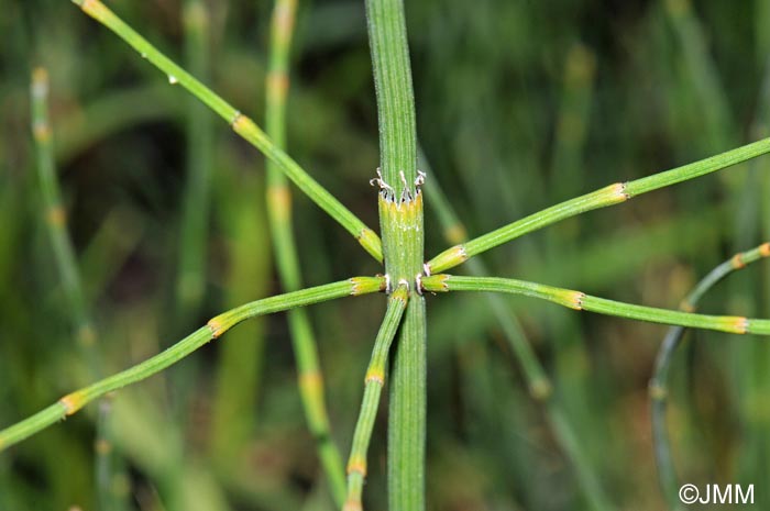 Equisetum ramosissimum