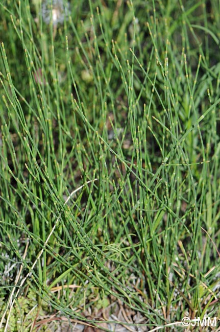 Equisetum ramosissimum