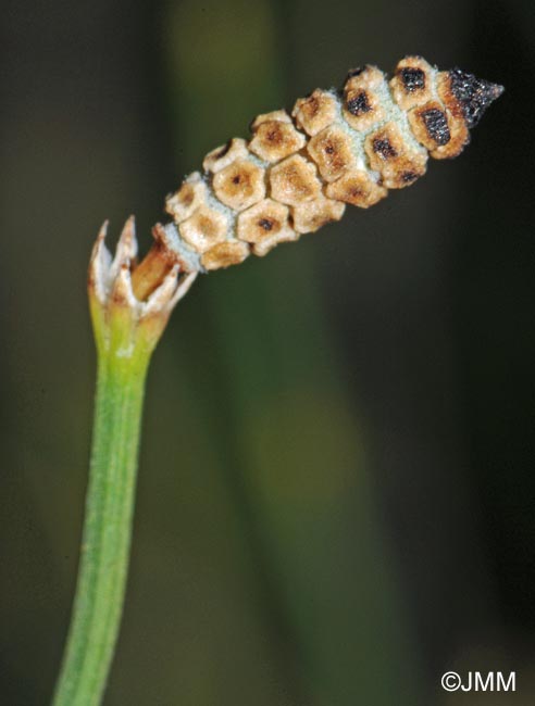 Equisetum ramosissimum