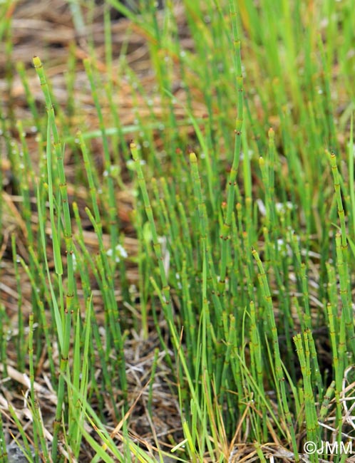 Equisetum ramosissimum